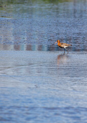 Black-Tailed Godwit (Limosa limosa) Outdoors