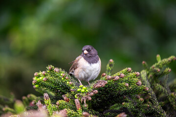 Dark-Eyed Junco (Junco hyemalis) Outdoors