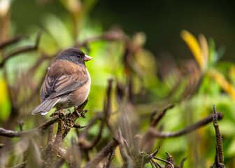Dark-Eyed Junco (Junco hyemalis) Outdoors