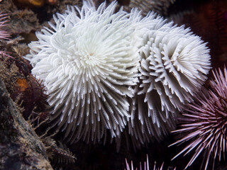 Naklejka na ściany i meble A white color Feather-duster worm or giant fanworm (Sabellastarte longa) underwater