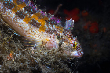 Close up of a young Super Klipfish (Clinus superciliosus) with black background underwater
