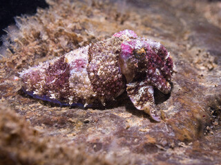 Closeup of a pretty camoflaged cuttlefish on the reef with pink and brown coloring © MWolf Images