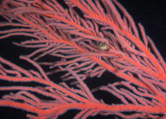 Closeup of a vibrant Palmate sea fan (Leptogoria palma) branch with its feeding polyps extended underwater with black background