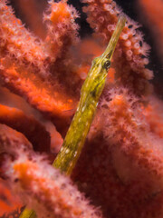 A Longsnout pipefish (Syngnathus temminckii) underwater hiding in a sea fan