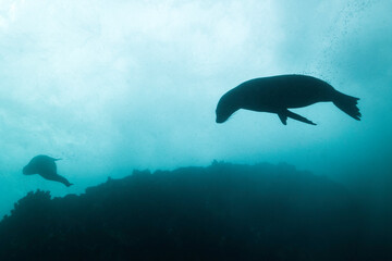 Silhouette of a Cape Fur seal swimming underwater with blue water and the surface of the water in...