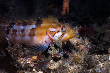 Close up of a Speckled Klipfish (Clinus venustris) underwater with dark background