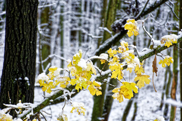 A wonderful winter forest in Bavaria