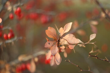 Autumn leaves