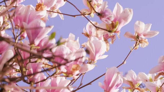 pink Chinese or saucer magnolia flowers, buds sway in wind against blue sky, genus of flowering plants of Magnolia family, flora europe, nature conservation, environmental concept, banner for designer