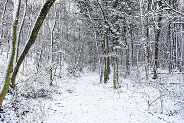 A wonderful winter forest in Bavaria