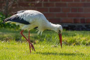 white stork in the grass