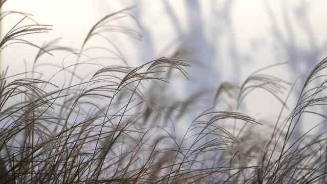 grass in wind