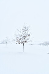 Fototapeta na wymiar Tree in a Snowy Field