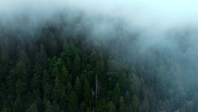 scary mist in the forest shot by drone