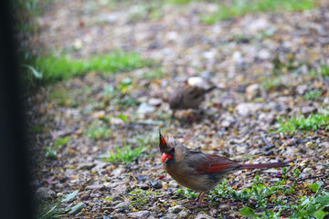 adorable cardinal eating