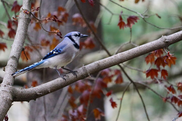 Blue Jay Perching On Red Maple