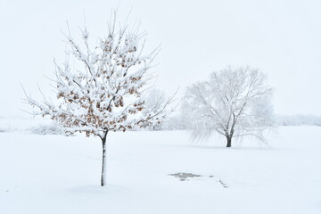 Fototapeta na wymiar Trees in a Snowy Field