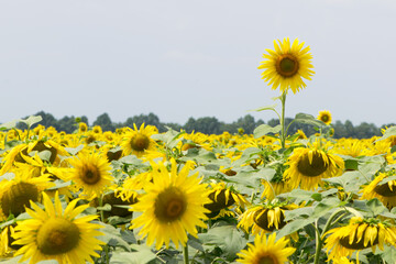 big bright yellow sunflower in the field. Large flowers of a sunflower in the sunlight. Yellow flowers on a farm field. Agriculture concept, organic products, good harvest. Growing seeds for oil.