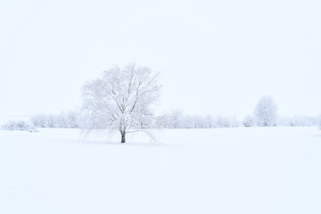 Fototapeta na wymiar Trees in a Snowy Farm Field