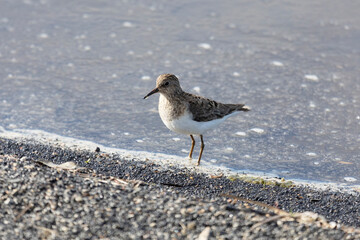 Adult Temminck's stands on the river bank