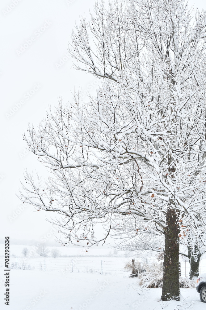 Wall mural snowy tree