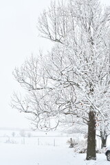 Snowy Tree