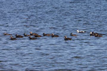 A flock of eiders, a male and many females, swim on the water