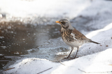 A field thrush bird stands on the snow near a thawed puddle in early spring