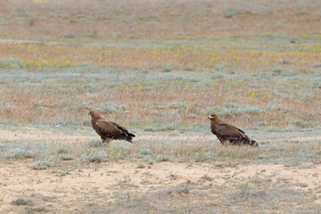 Two eagles sits on the ground amidst dry grass