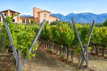 Big vineyard on a hill slope in Tuscany