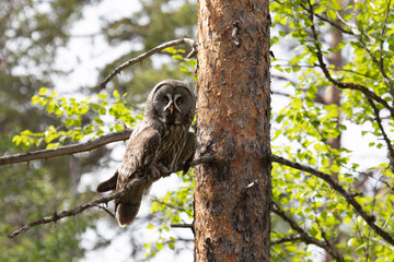 Great gray owl sitting on a tree branch on summer close up