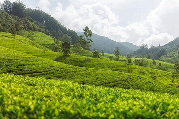 Panorama of green tea plantation in up country near Nuwara Eliya, Sri Lanka. High quality photo. Green tea field for background and banner - obrazy, fototapety, plakaty