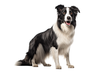 Black and white border collie sitting, isolated on white, transparent background, PNG. Portret of purebred dog, australian shepherd, pet. 