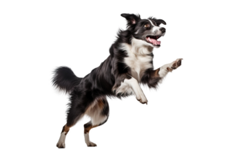 Black and white border collie jumping, isolated on  white, transparent background, PNG. Portret of purebred dog, australian shepherd, pet. 