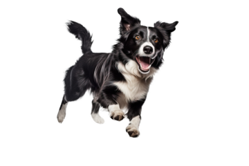 Black and white border collie jumping, isolated on  white, transparent background, PNG. Portret of purebred dog, australian shepherd, pet. 