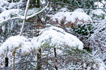 A wonderful winter forest in Bavaria