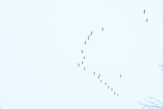 Flock of Geese in Snow