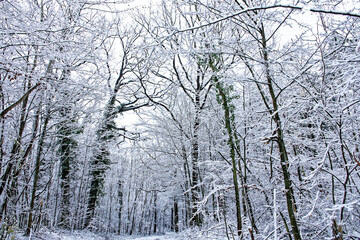 A wonderful winter forest in Bavaria