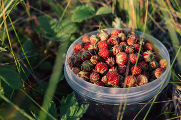 Gathering wild strawberry