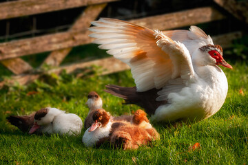 Ducks with Young