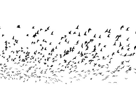 Flock Of Birds Flying In The Sky, Bird Png, Animal Or Nature Illustration Of Black Outlines Or Silhouettes Of Group Of Birds In Flight Pattern, Wildlife Drawing Or Sketch