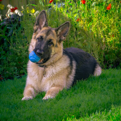 German Shepherd