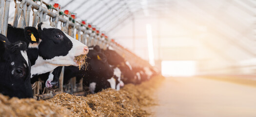 Portrait Holstein Cows in modern farm livestock animal with sunlight. Concept agriculture industry...