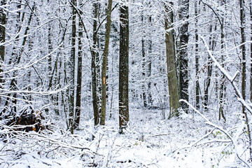 Fototapeta premium A wonderful winter forest in Bavaria