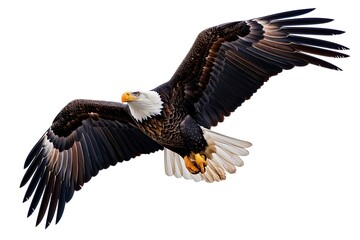 Eagle Flying Isolated