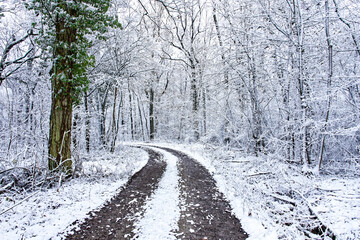 Fototapeta premium A wonderful winter forest in Bavaria