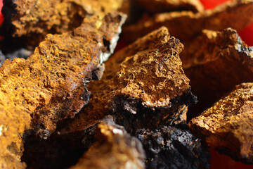 sliced chaga mushroom birch fungus. Chaga (Inonotus obliquus) - medicinal birch fungus
