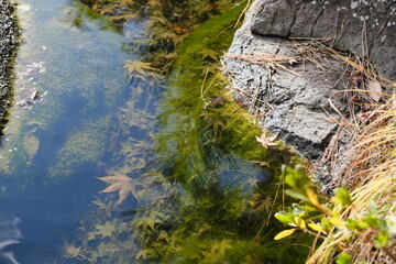 水の中のもみじ　Japanese maple (Acer japonicum)