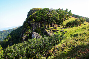 Fototapeta na wymiar Rocky mountains in the Fanal subtropical forest on Madeira island, Portugal