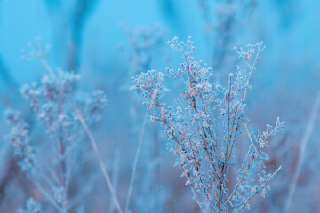 Ice and frost on uncultivated meadow plants in cold foggy winter morning